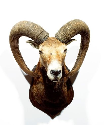Continent européen Mouflon de Corse (CH): magnifique taxidermie d'un spécimen record...