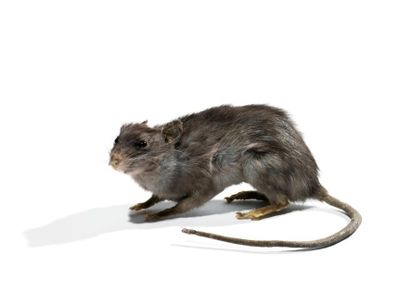 Continent européen Rat noir (NR) Rattus rattus