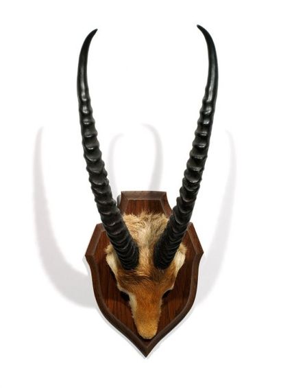 Continent africain Gazelle dorcas (III/C): frontal avec reliquat de phanères Gazella...