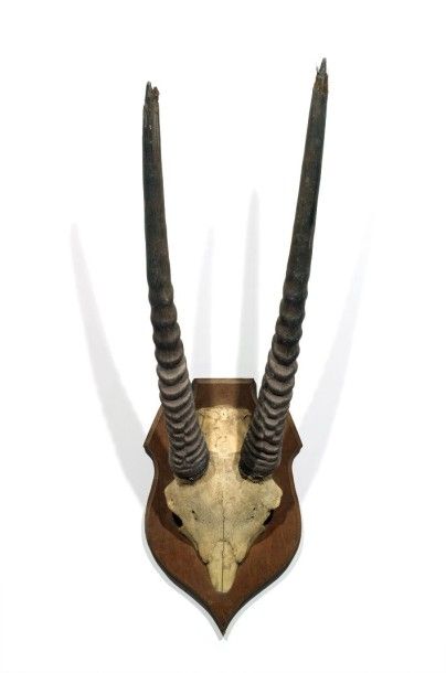 Continent africain Oryx Gemsbok (CH): beau massacre sur écusson Hauteur cornes: 54...