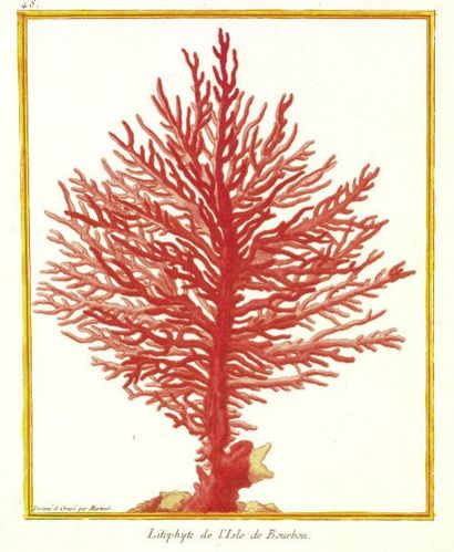 François-Nicolas Martinet (1749-1804) A.Coraux : Corail rouge - litophyte de l'isle...
