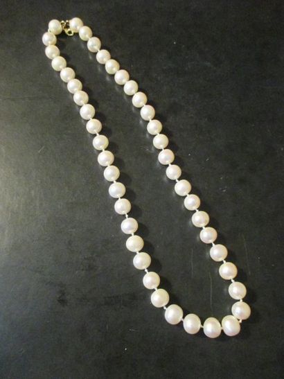 null Collier de perles choker

Longueur : 50 cm