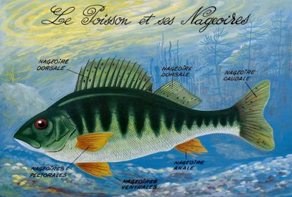 null Série des DESSINS HUMORISTIQUES isolés

Thème: "la pèche - les poissons"- Ensemble...