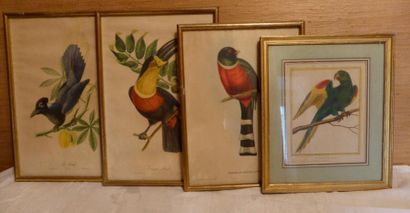 null Quatre gravures polychromes à décor d'oiseaux

