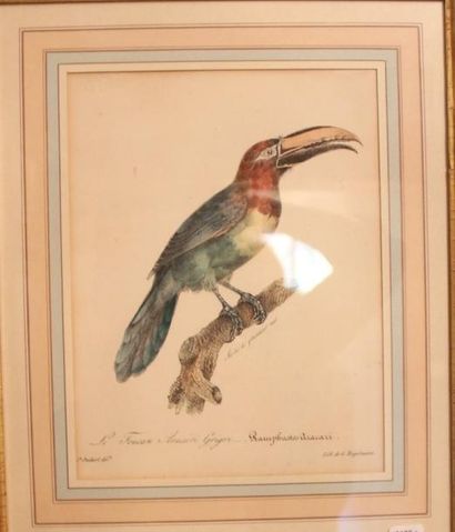 null Dix gravures oiseaux