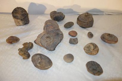 null Lot de coquillages fossilisés et divers