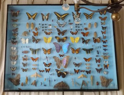 null Boite de papillons et insectes, morpho, crickets, fourmis géantes
d'Amazoni...