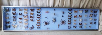 null Boite de papillons et insectes, mygale, goliathus orientalis, coléoptères
d...