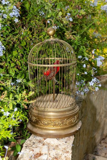 null Cage à oiseau chanteur en bronze doré et oiseau naturalisé.

Porte une étiquette...