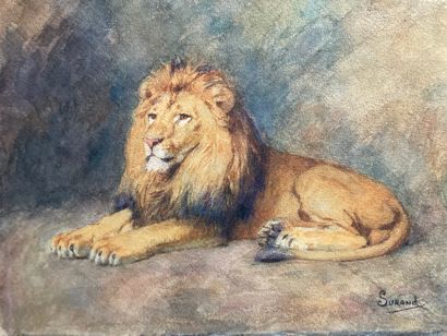 Gustave SURAND (1860 - 1937) Gustave SURAND (1860 - 1937)
Lion couché
Aquarelle,...