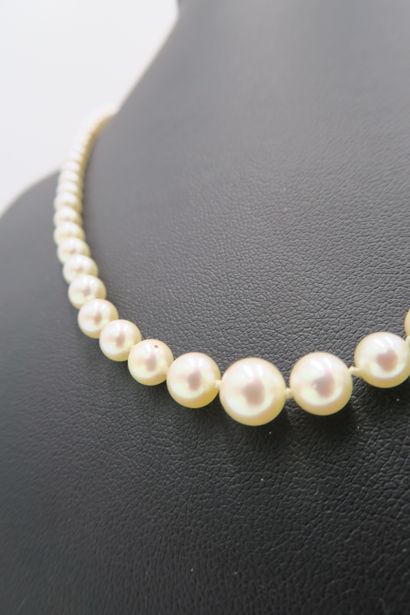null Fallen pearl necklace with yellow gold cylindrical clasp
L. 46 cm
