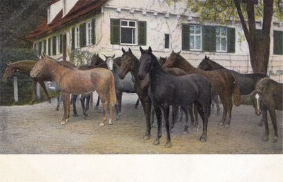 null 
HORSES. About 170 postcards, various periods.
Among these, a dozen horse shows,...