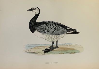 null 
Francis Orpen MORRIS - A History of British birds. Second edition. Volume I...