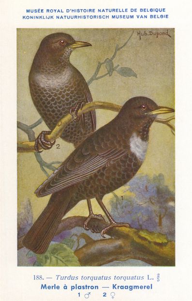 null 
OISEAUX. 275 cartes postales dont 220 d'oiseaux éditées par le Musée d'Histoire...