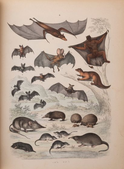 null 
Bromme TRAUGOTT - Atlas systématique d'histoire naturelle à l'usage des écoles...