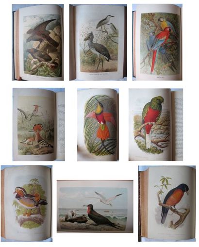 Richard LYDEKKER The Royal Natural History. With preface by P. L. Sclater. Illustrated...