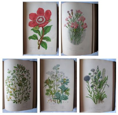 Anne PRATT The flowering plants. Grasses, sedges & ferns of Great Britain and their...