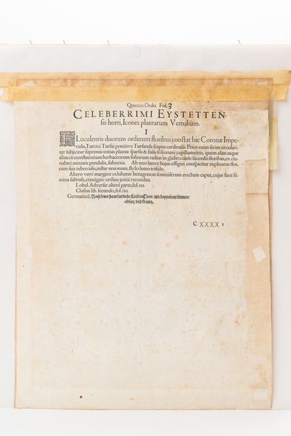 Deux grandes gravures aux iris et arbustes, d'après Besler, Hortus Eystettensis (1613)...
