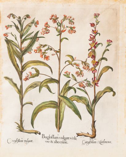 Une grande gravure de l'herbier d'après Besler, Hortus Eystettensis (1613) 
France,...