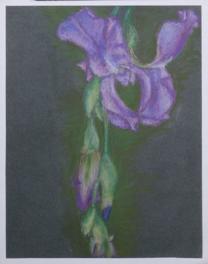 null * Deborah HANSON-MURPHY (1931-2018) 

Studies of flowers 

Seven unsigned pastels

32...