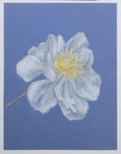 null * Déborah HANSON-MURPHY (1931-2018) 

Etudes de fleurs 

Sept pastels non signés

32...