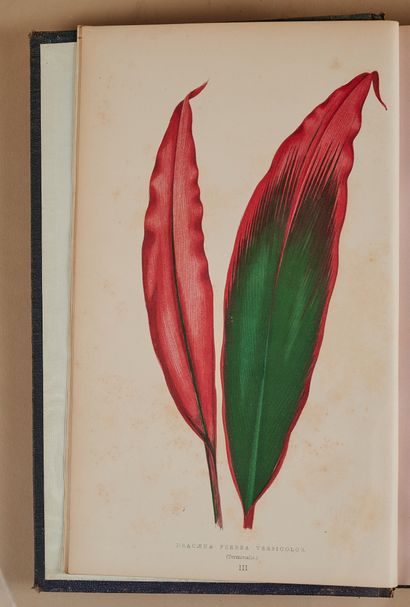 null LOWE HOWARD. Les plantes à feuillage coloré. Paris, Rothschild, 1865, in-4,...