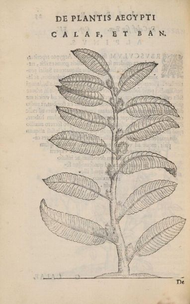 null * [Livre du XVIe siècle]. ALPINUS (Prosper). De medicina Aegyptiorum, libri...