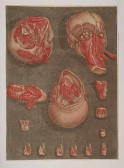 null GAUTIER D'AGOTY (Arnaud-Eloi). Deux estampes extraites du Cours complet d'anatomie....