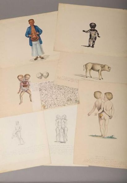 null [Monstres] [Tératologie]. Ensemble de dessins du XIXe siècle, crayons, encres...
