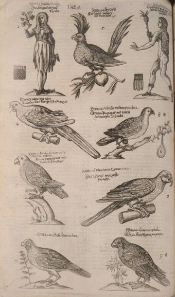null ALDROVANDI (Ulisse). Ornithologiae, hoc est, De avibus historiae libri XII....