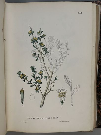null WILLKOMM (Mauritz). Illustrationes florae hispaniae insularumque balearium....