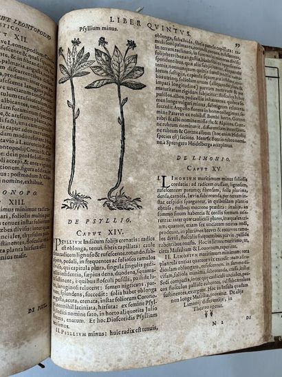 null BAUHIN (Gaspard). [Pinax : en grec] Theatri botanici sive index in Theophrasti...