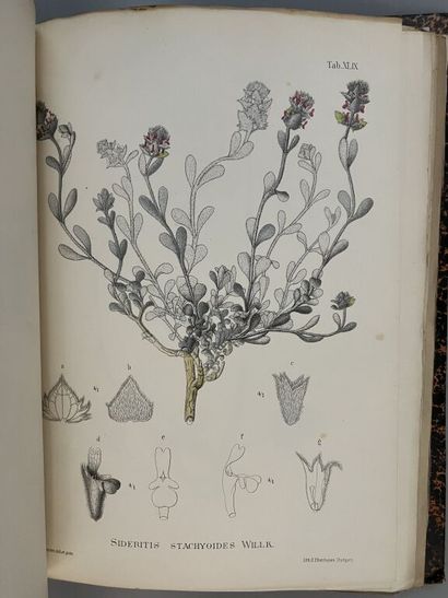 null WILLKOMM (Mauritz). Illustrationes florae hispaniae insularumque balearium....