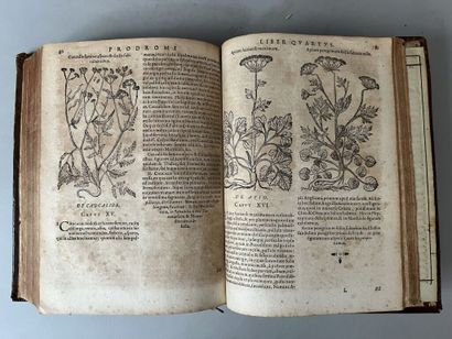 null BAUHIN (Gaspard). [Pinax : in Greek] Theatri botanici sive index in Theophrasti...