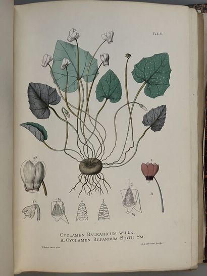 null WILLKOMM (Mauritz). Illustrationes florae hispaniae insularumque balearium....