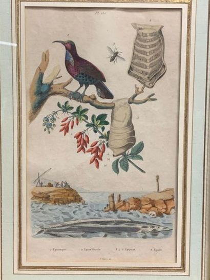 null Ensemble de 5 gravures en couleurs,oiseaux et koalas du XIXème siècle, en l'état:
Le...
