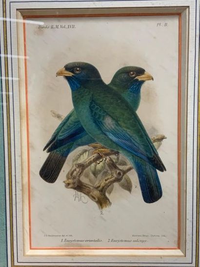 null Ensemble de 5 gravures en couleurs,oiseaux et koalas du XIXème siècle, en l'état:
Le...