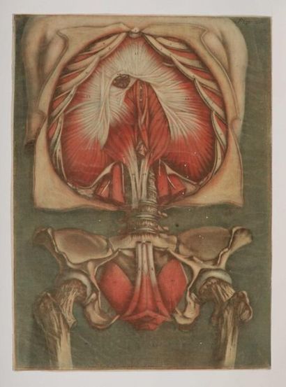 null GAUTIER D'AGOTY (Arnaud-Eloi). Two prints taken from the Cours complet d'anatomie....