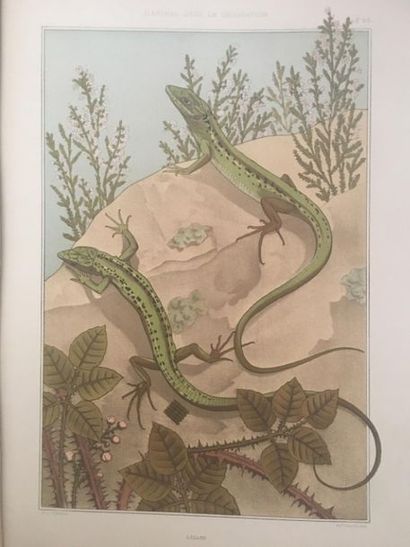 null [Art Nouveau]. VERNEUIL (Maurice Pillard). The animal in the decoration. Paris,...