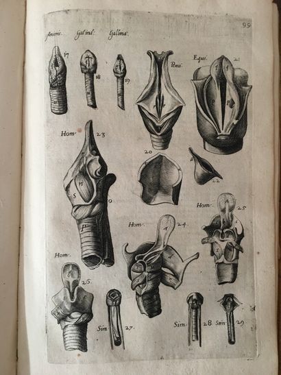 null FABRIZI d'ACQUAPENDENTE (Girolamo). Tractatus anatomicus triplex. De Oculo De...