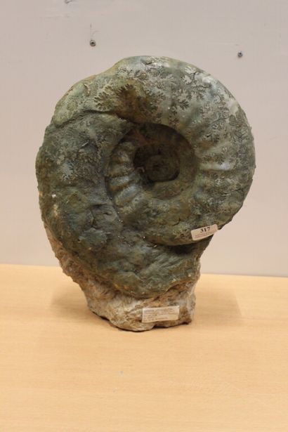 null Ammonite, porte une étiquette : "Arcestes intuslabiatus (cephalopode ammonite)...