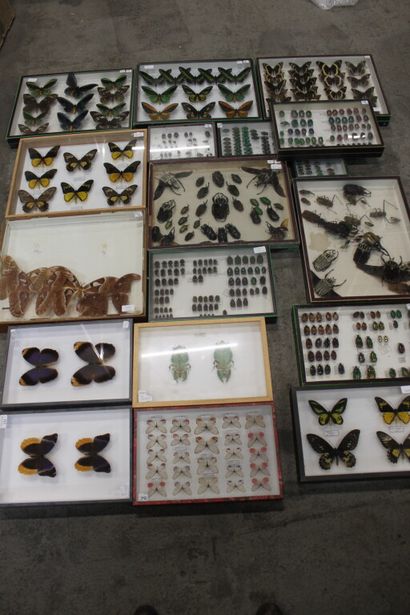 null Fort lot d'entomologie comprenant notamment des papillons, scarabées et coléoptères...