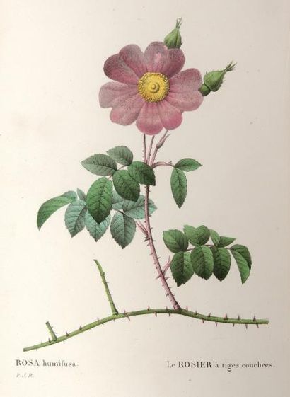 P. J. Redouté Les roses, décrites et classées selon leur ordre naturel par CA Thory,...