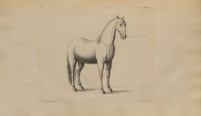 null SAUNIER (Gaspard de). La parfaite connoissance des chevaux, leur anatomie, leurs...