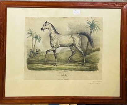 D'après Carl VERNET

Ali, cheval arabe.

Lithographie...