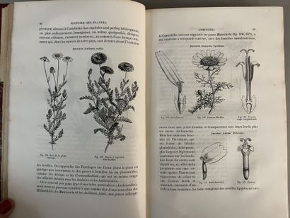 null BAILLON (Henri). Histoire des plantes. Paris, Hachette, 1867-1895. 13 vol. in-4,...