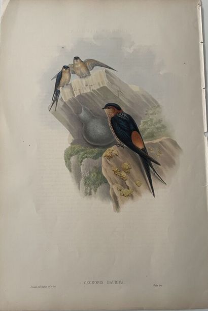 null [Ornithology]. Set of 9 plates on birds:
- John GOULD. 7 lithographed plates...