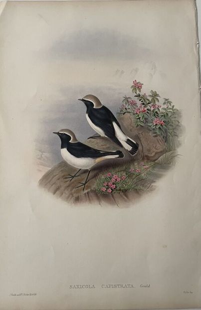 null [Ornithology]. Set of 9 plates on birds:
- John GOULD. 7 lithographed plates...