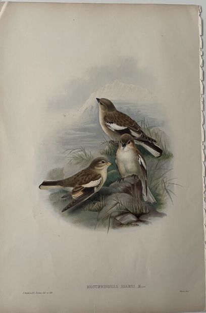 null [Ornithology]. Set of 9 plates on birds:
- John GOULD. 7 lithographed plates...