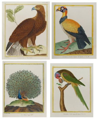 null [ORNITHOLOGIE] MARTINET (FRANÇOIS-NICOLAS). Collection d'oiseaux (Buffon: Histoire...